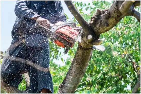 tree services Ferrum